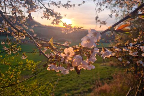 "Die Kirschbaumblüten können sich in den nächsten Tagen prächtig entwickeln, schon bei den ersten Sonnenstrahlen. Jetzt müssen nur noch die Bienen fleißig fliegen", schreibt unser Leser Erhard Hörbel. Foto: Erhard Hörbel  