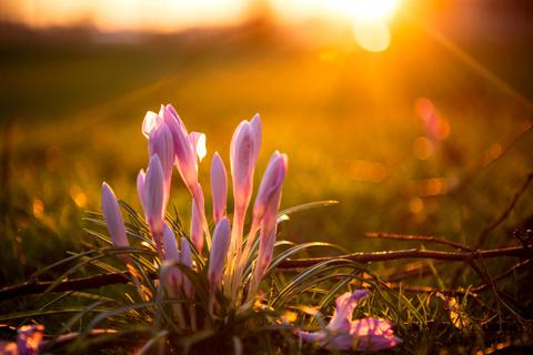 Der Krokus blüht. Auch andere Pflanzen legen schon eifrig los, obwohl es für viele noch gar nicht die Zeit ist. Grund ist das sonnige und tagsüber warme Hochdruckwetter, das Hoch "Kai" gebracht hat. Bald löst ihn "Lino" ab. Foto: dpa 