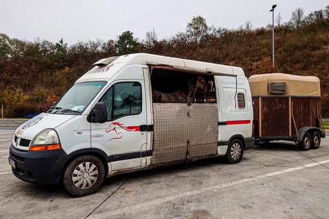 In einem umgebauten Renault sollen drei Pferde aus Ungarn in die Niederlande gebracht werden. Die Autobahnpolizei stoppt den Transport bei Wetzlar.   Foto: Polizei Mittelhessen 