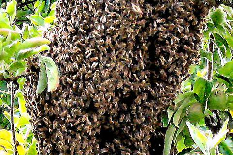 Dieser herrenlose Bienenschwarm im Obstbaum hat Gartenbesitzer in Aufregung versetzt. Die ist aber unnötig, sagt der Vorsitzende des Imkervereins Wetzlar.  Symbolfoto: Gert Heiland 