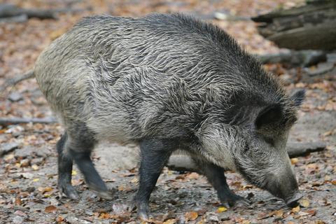 Der Lahn-Dill-Kreis wirbt wegen der drohenden Afrikanischen Schweinepest um besondere Vorsicht.  Foto: Fredrik von Erichsen/dpa