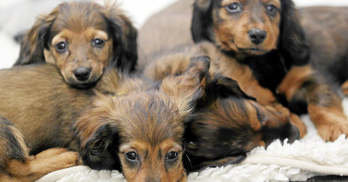 Wetzlar: Angeklagter soll sieben Hundewelpen verhungert haben lassen 