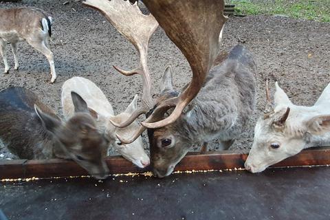 Das Wild im Erbacher Brudergrund kommt Besuchern an der Futterrinne ganz nah.