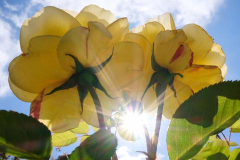 31.05.2019, Nordrhein-Westfalen, Düsseldorf: Die Sonne scheint durch zwei Rosen. Foto: Martin Gerten/dpa +++ dpa-Bildfunk +++