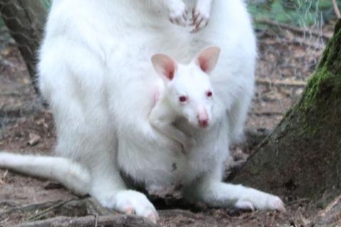 Seit Mittwoch wird das Känguru-Baby "Mila" aus dem Zoo in Kaiserslautern vermisst. Die Stadt sucht mit diesem Foto nach dem Tier. Foto: Stadt Kaiserslautern