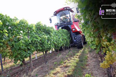 Eine unbestockte Rebfläche.  Foto: Weinbauverband 