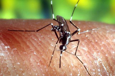 Eine Stechmücke "Anopheles quadrimaculatus", die Malaria übertragen kann, sucht auf der menschlichen Haut eine Einstichstelle. Archivfoto: dpa