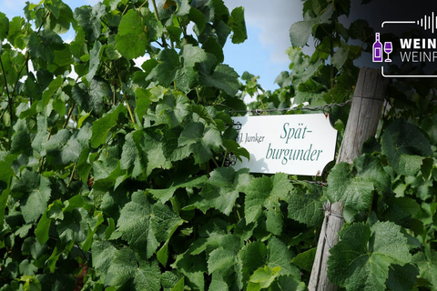 Weinanbau wird in Nackenheim großgeschrieben  Foto: Schäfer
