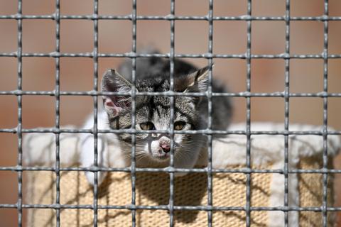 Eine junge Katze im Tierheim. Der Deutsche Tierschutzbund befürchtet angesichts gestiegener Preise eine neue Abgabewelle von Haustieren und das Aus vieler Tierheime.  Foto: dpa