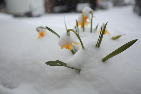 Osterglocken werden von Schnee bedeckt. Archivfoto: Guido Schiek