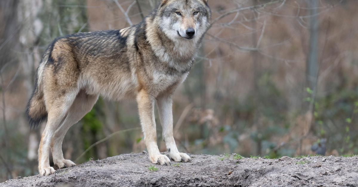 Neuer-Wolf-in-Hessen