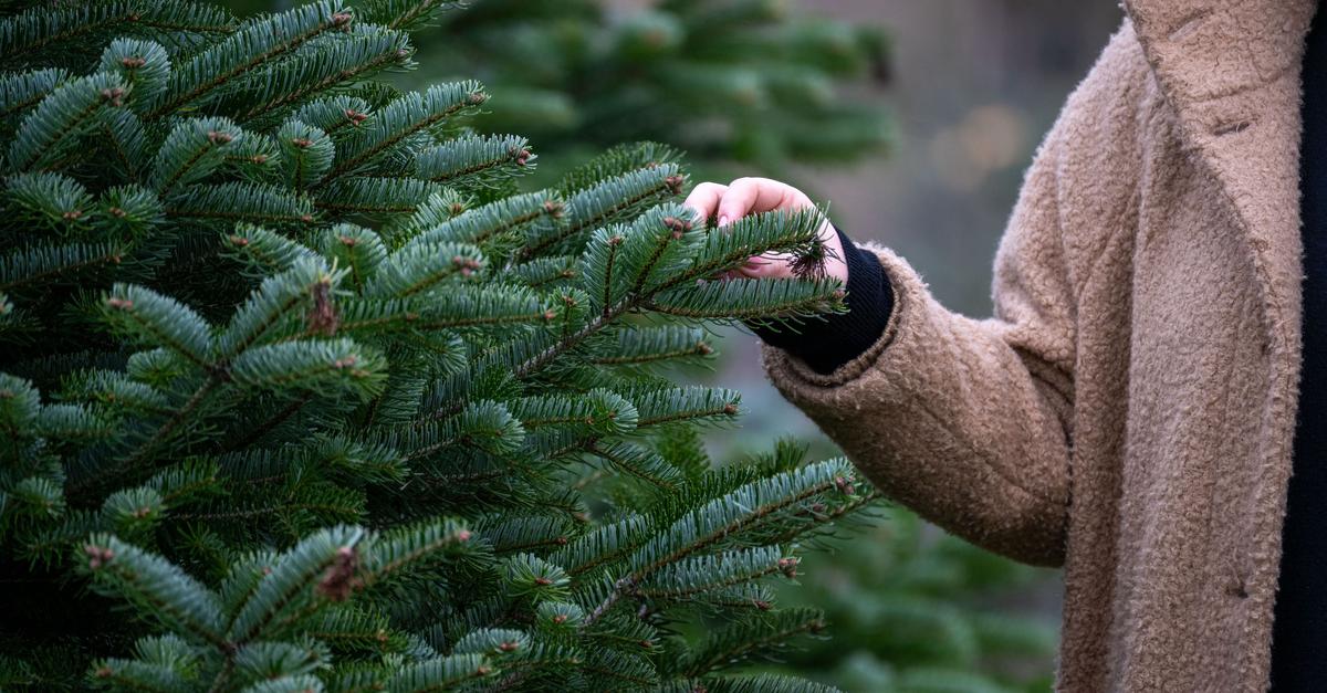 Weihnachtsb-ume-kosten-etwas-mehr-Nordmanntanne-ab-23-Euro