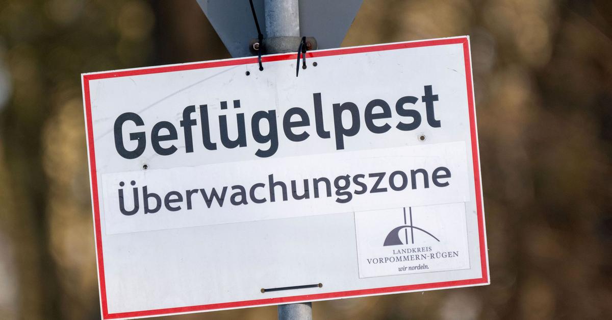 Avian flu in the Limburg-Weilburg district: First infection confirmed