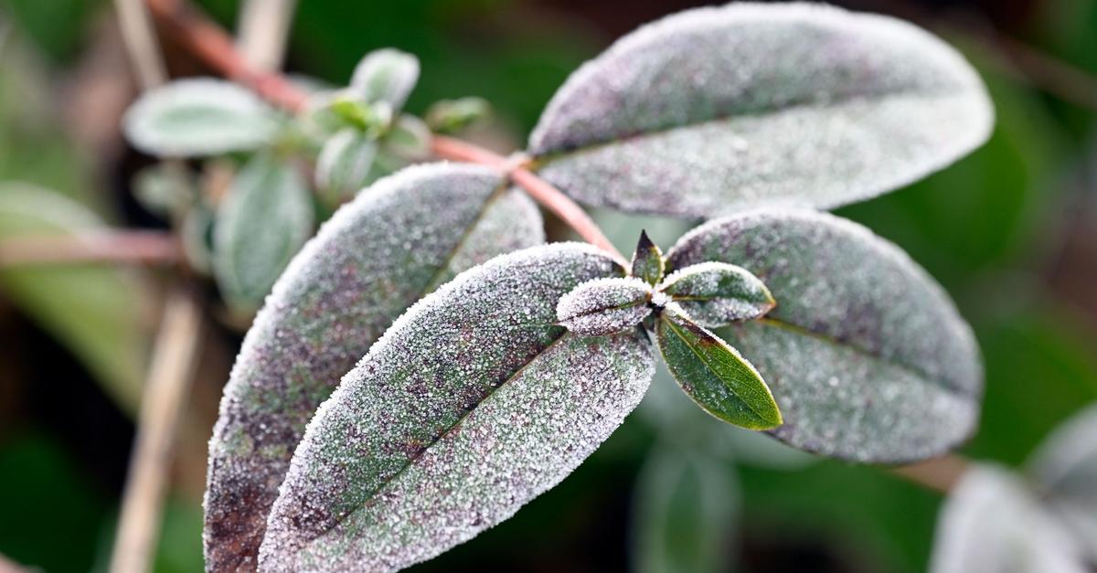 Frost-Nebel-und-Gl-tte-Wetter-bleibt-winterlich