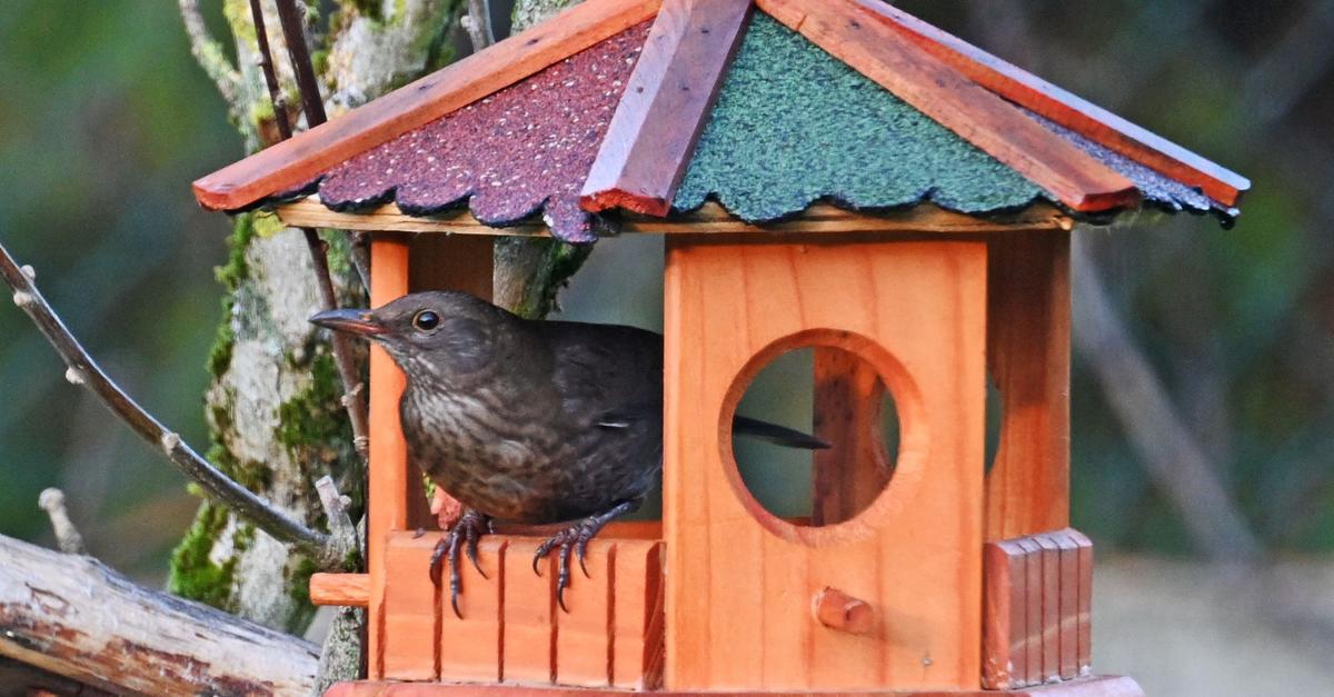 100-Vogelarten-schon-im-Januar-in-Rheinland-Pfalz-gesichtet