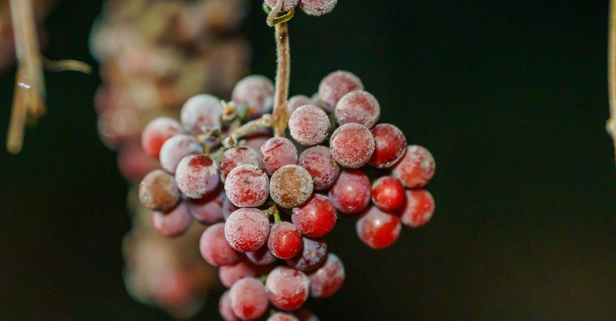 Winzer-lesen-Eiswein-in-klirrend-kalter-Nacht