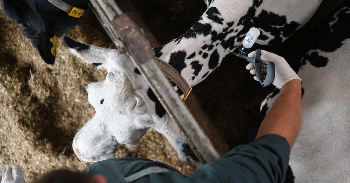 Tiere-gegen-Blauzungenkrankheit-impfen
