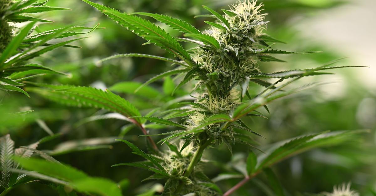 -Hochprofessionelle-Cannabis-Plantage-in-Sinn-aufgeflogen