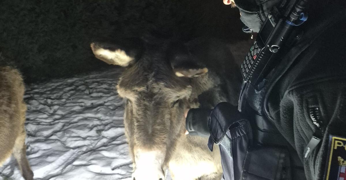 Drei-Esel-allein-auf-der-Landstra-e-unterwegs