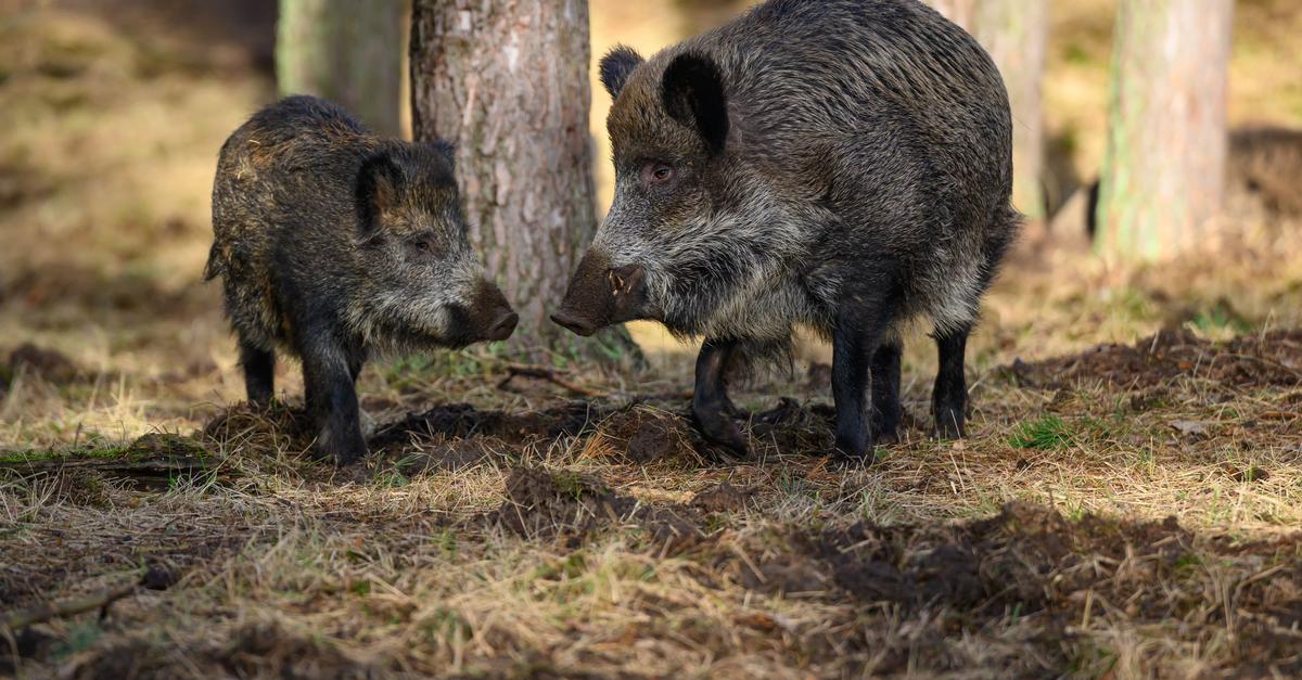Wildschweine-dringen-in-Biedenkopfer-Wohngebiete-vor