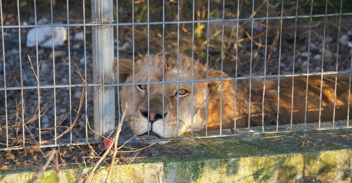 Schlechte-Haltung-L-we-und-B-rin-nach-Deutschland-geholt