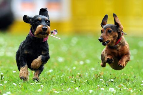 In jedem fünften deutschen Haushalt lebt mehr als ein Hund.  Foto: dpa