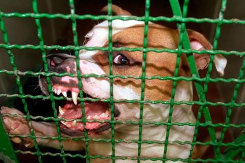 Ein Hund hinter Gittern (Symbolbild): Die Tierschutzorganisation fordert nach einem Vorfall in Limburg in Hessen einen Hudneführerschein. 