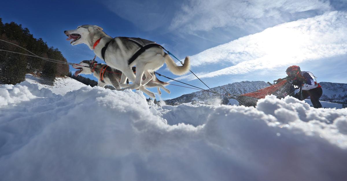 Anspruchsvolles-Rennen-lockt-Musher-aus-ganz-Europa