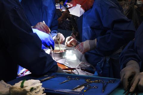 Ärzte operieren an einem Schweineherz das in einen menschlichen Patienten eingesetzt wird.  Foto: dpa
