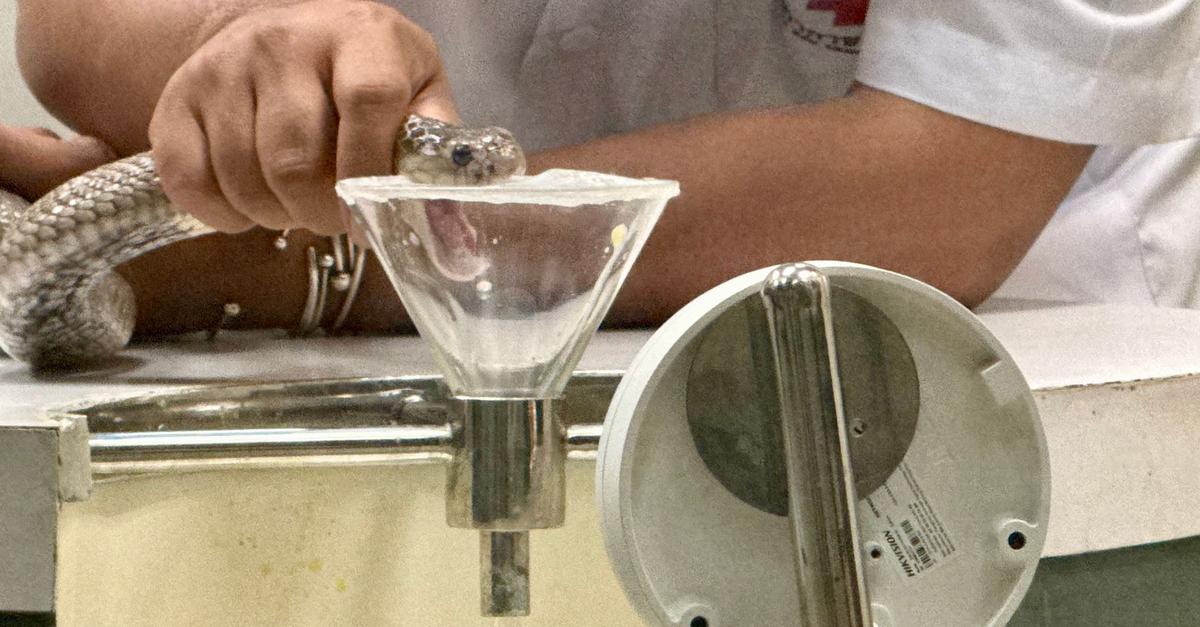 Bangkoks-historische-Snake-Farm-Wo-Kobras-gemolken-werden