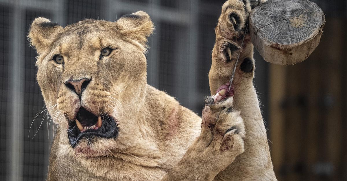 L-win-t-tet-Eindringling-in-brasilianischem-Zoo