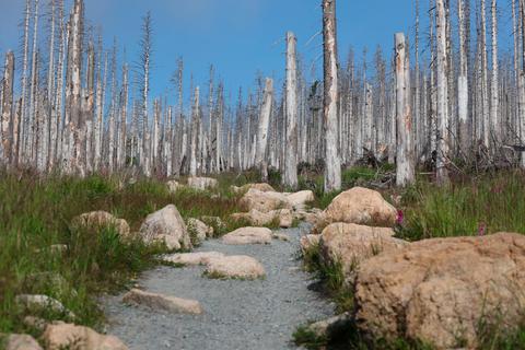 Die Fichtenwälder sind mittlerweile weitestgehend zerstört. In Hessen wurden stattdessen klimaresistentere Baumarten wie Eiche, Lärche oder Douglasie angepflanzt. Aber den jungen Bäumen macht die anhaltende Trockenheit zu schaffen.   Foto: dpa 