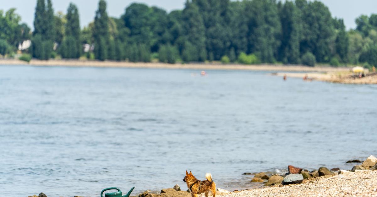 Drei-Tote-aus-dem-Rhein-in-Hessen-geborgen