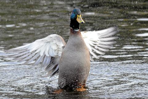 Ein Enten-Erpel in einem Teich.  Symbolfoto: dpa
