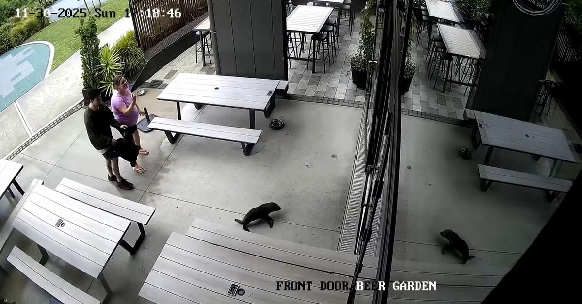 Lachs-statt-Bier-Robbenbaby-auf-Kneipenbesuch-in-Neuseeland