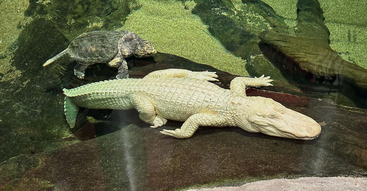 Albino-Alligator-Claude-in-den-USA-gestorben