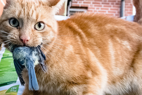 Katzen sind schnelle und gewiefte Jäger. Vor allem für junge Vögel werden sie damit zur Gefahr.  Foto: Markus Scholz/dpa-tmn