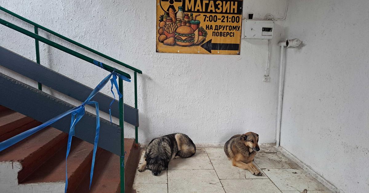 R-tsel-um-blaue-Hunde-in-Tschernobyl-ist-gel-st