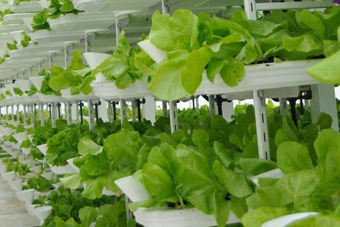 Salatpflanzen in einem „Vertical Farming“-System. Foto: Valcenteu/wikimedia