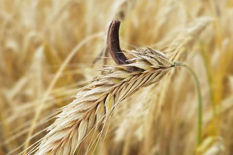 Ein Mutterkorn im Roggen. Mit dem Pilz infizierte Ähren können schwerste Krankheiten auslösen. Foto: Manfred Ruckszio - stock.adobe