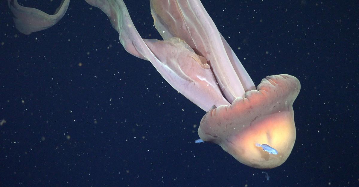 Forscher-filmen-riesige-Qualle-in-argentinischer-Tiefsee