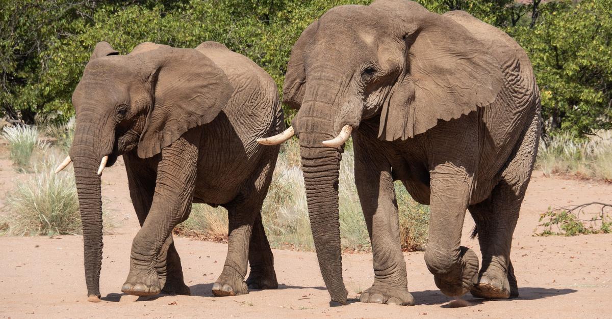 Artenschutzkonferenz-Elefanten-Haie-und-Aale-im-Visier