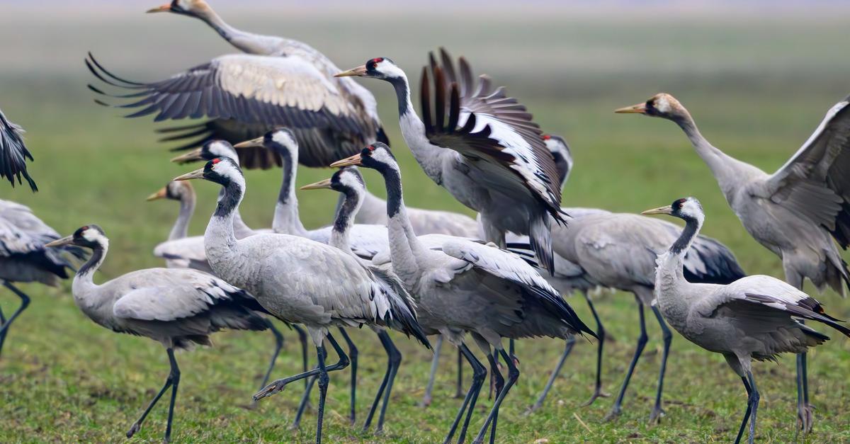 Fr-hjahrszug-startet-Kraniche-kehren-in-Brutreviere-zur-ck