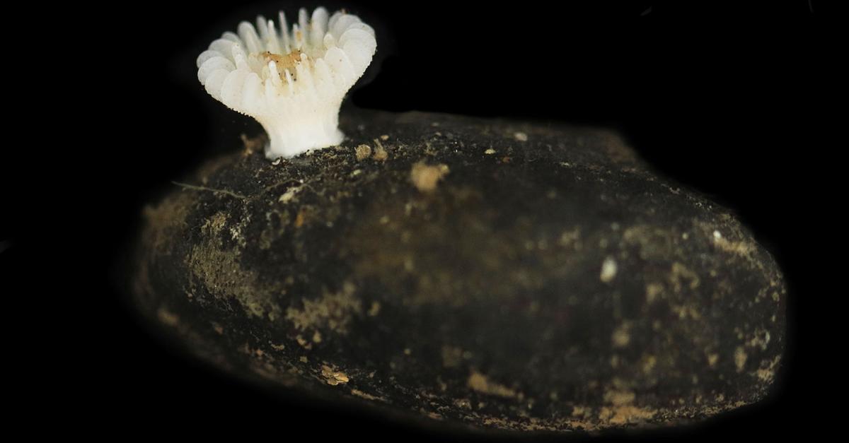 Erstmals-Steinkorallen-auf-Manganknollen-entdeckt