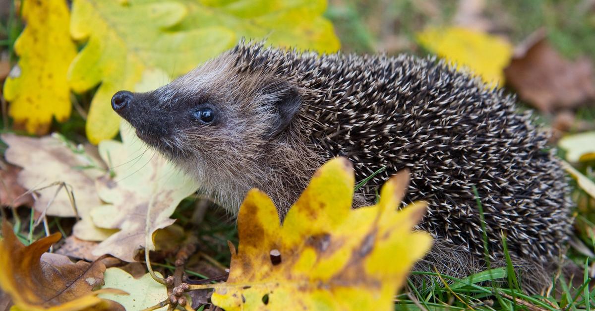 Erst-warm-nun-eisig-Was-bedeutet-das-f-r-Winterschl-fer-