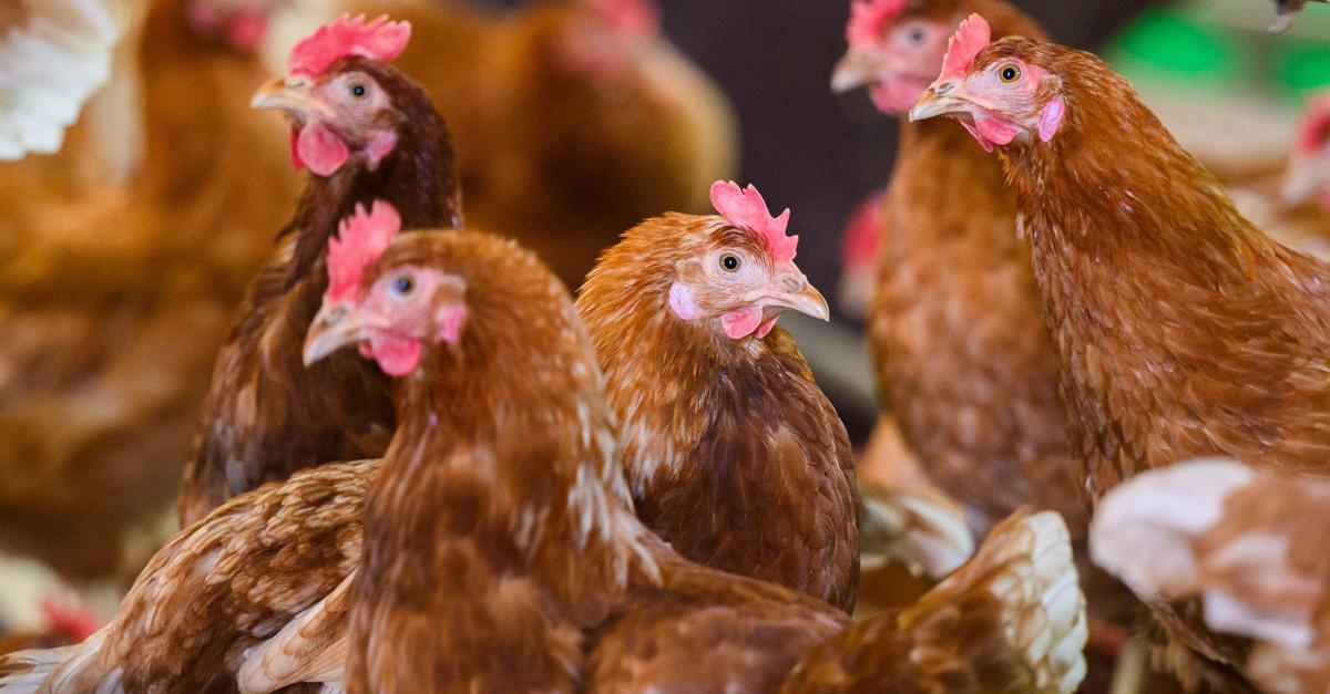 Vogelgrippe-Erster-bekannter-H5N5-Infizierter-gestorben