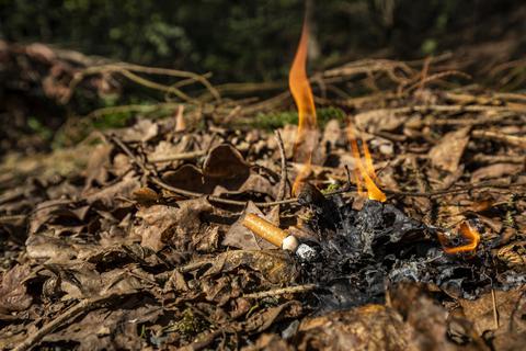 Mangelnde Niederschläge und die daraus resultierende Trockenheit sorgen für eine hohe Waldbrandgefahr. Foto: Jonathan Fieber