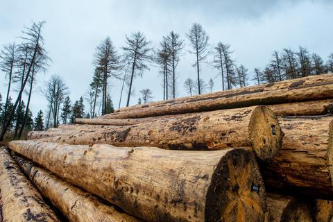 Wegen der enormen Nachfrage aus China und Amerika ist inzwischen nicht nur Buchenholz, sondern auch Fichtenholz knapp. Foto: dpa