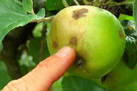 Obstkulturen können ohne Insektizide weder integriert noch ökologisch bewirtschaftet werden.  Archivfoto: Dautphe