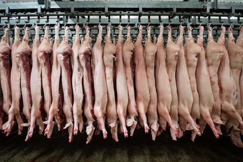 Halbe Schweine hängen in einem Schlachthof an Haken. Foto: dpa